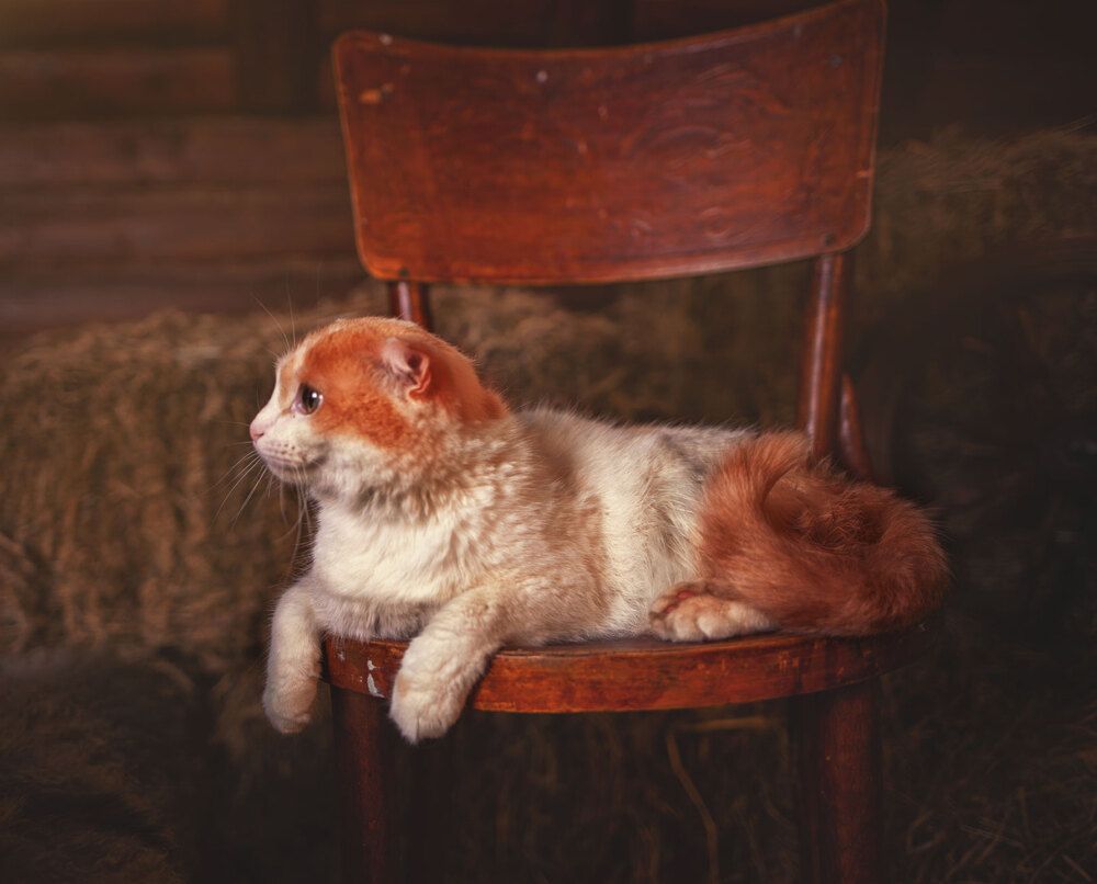 Photograph by Татьяна Муравкина