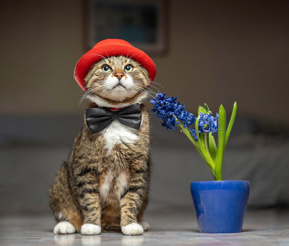 Полосатый джентельмен кот Шмель