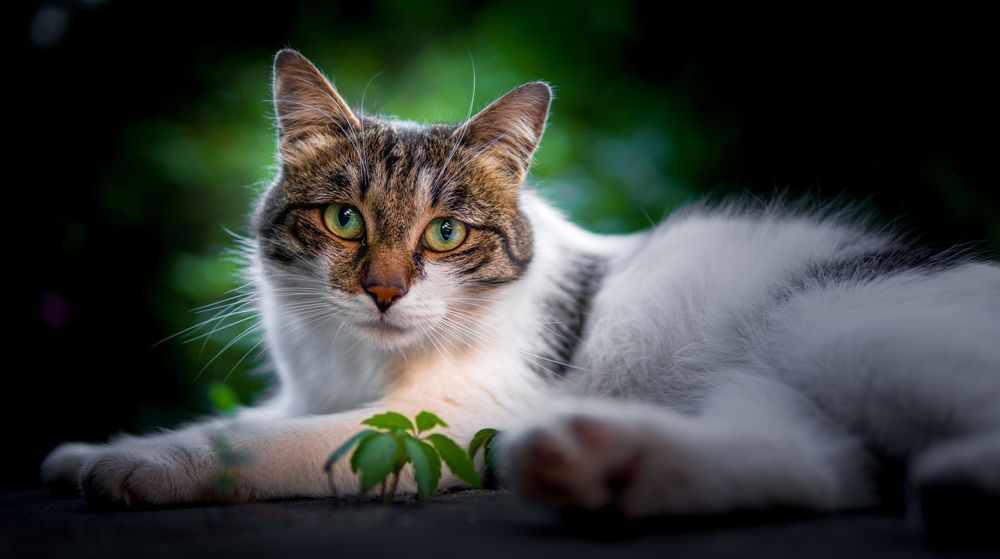 Photograph by Mostafa Moradi