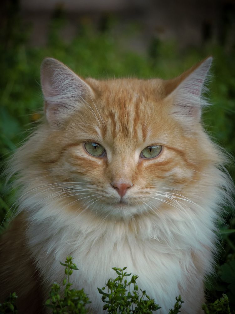 Photograph by Игорь Сухаревич