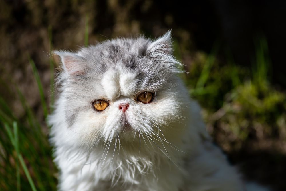 Фотография автора Mika Mgla