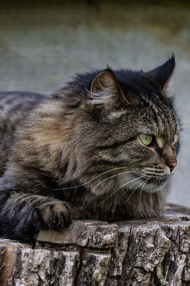 Фотография автора Дмитрий Новиков
