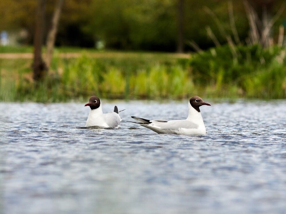 Photograph by Ivan Gorbachev