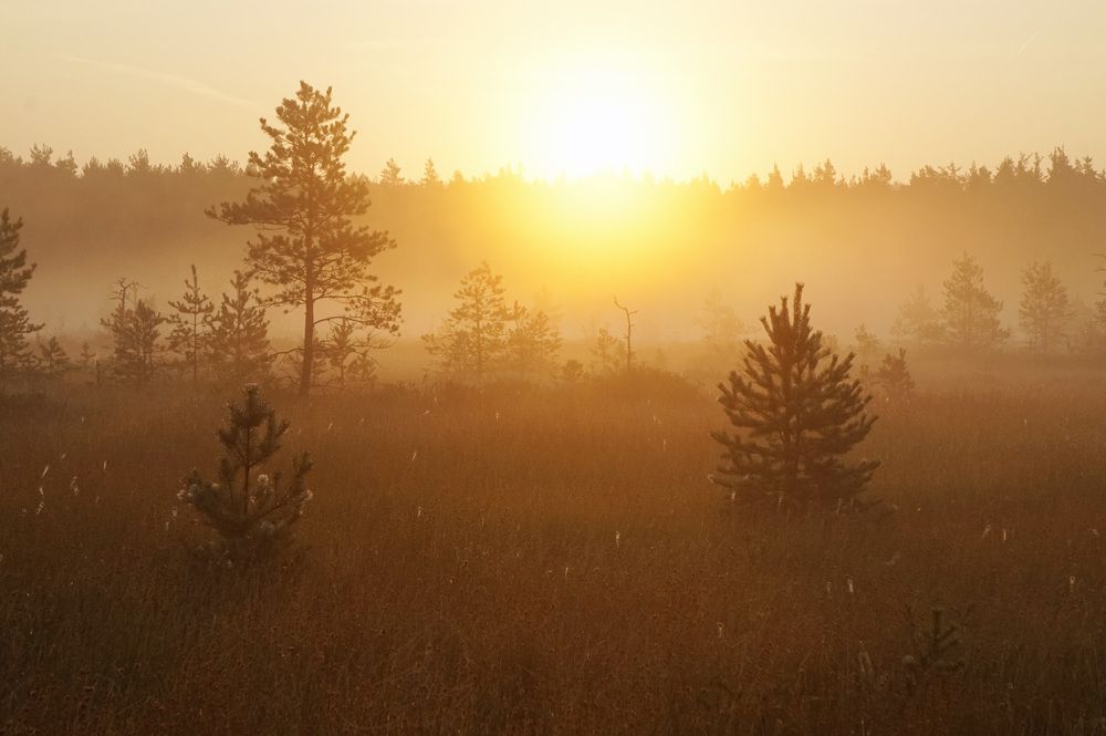 Photograph by Лена Максимкина