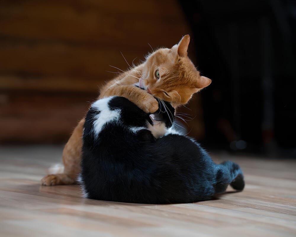 Photograph by Данил Шауба