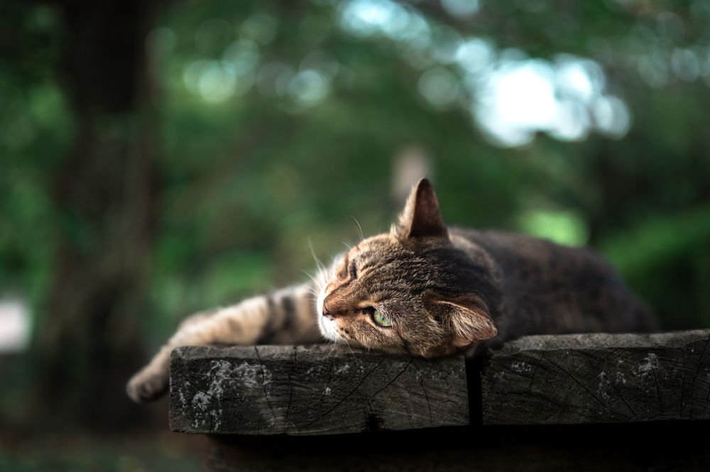 Languorous