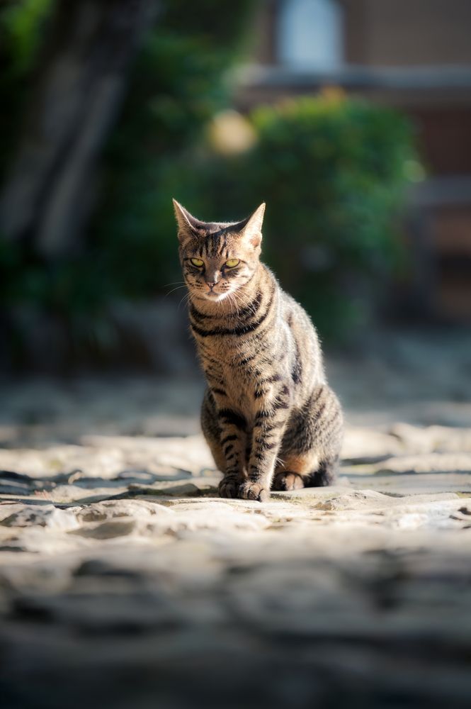 Noble