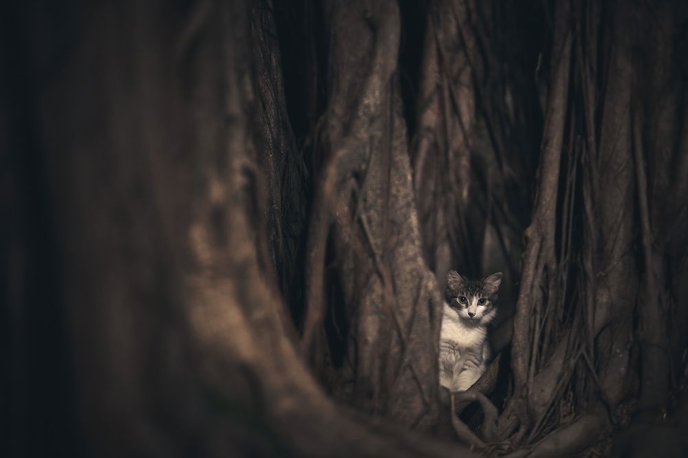 Photograph by Jeffrey Yan