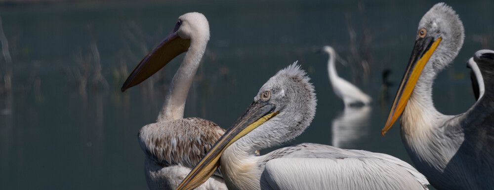 Фотография автора DIMITRIS MPAZIOTOPOULOS