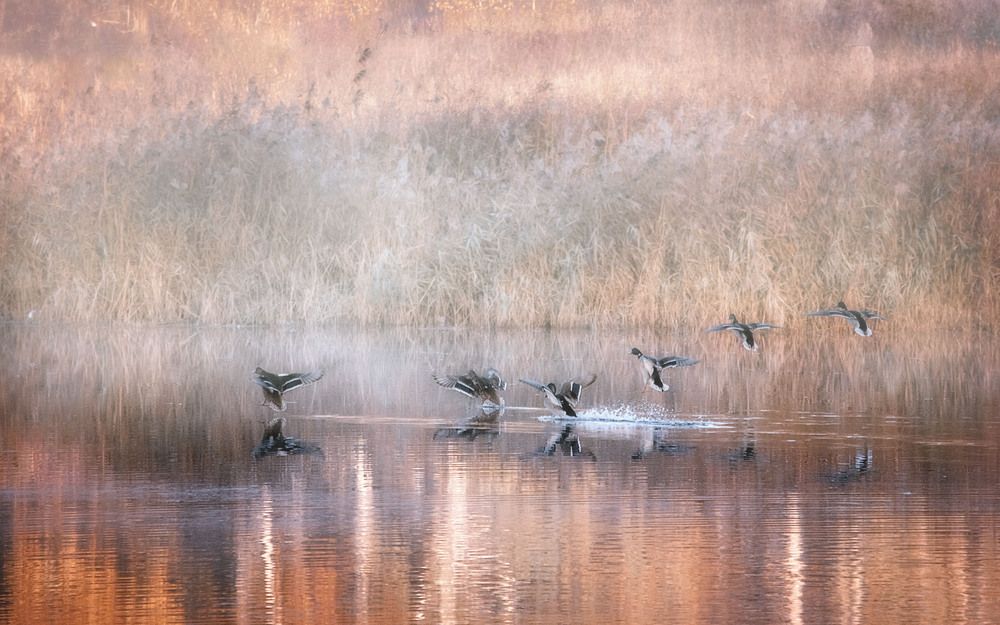 Photograph by Юлия Лушникова