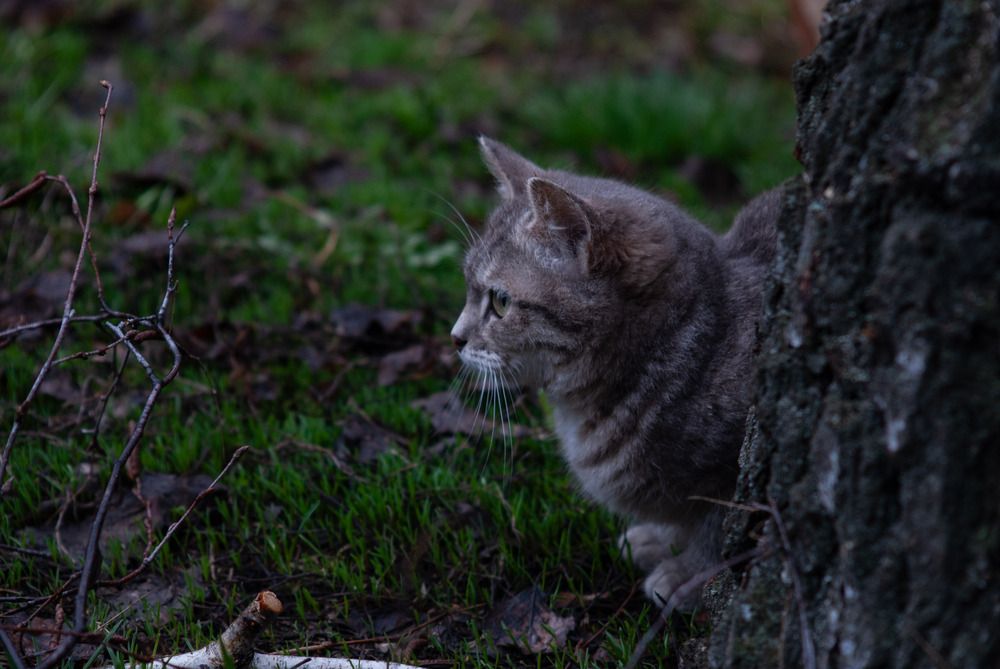 Фотография автора Оликов Владимир