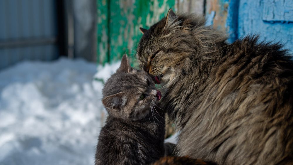 Фотография автора Оликов Владимир