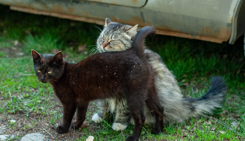 Фотография автора Оликов Владимир
