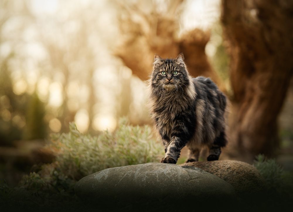 Milow - The cat king