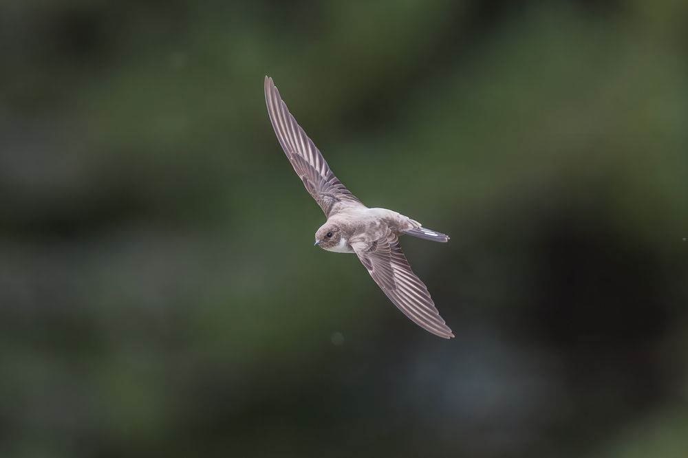 Photograph by Marco Rondi