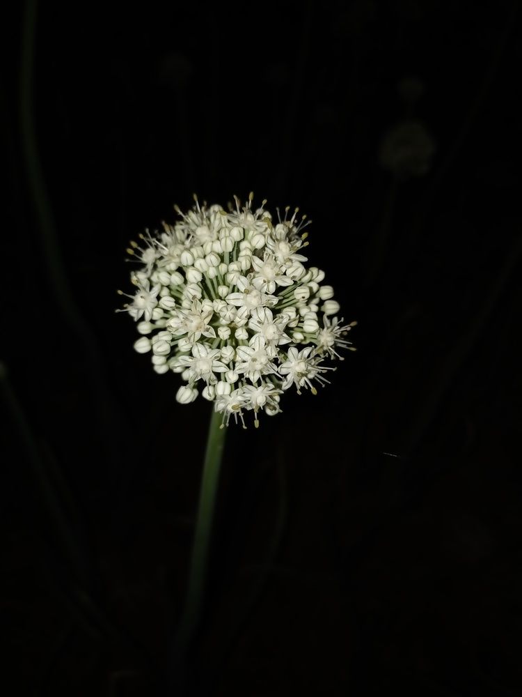 Photo #12221249