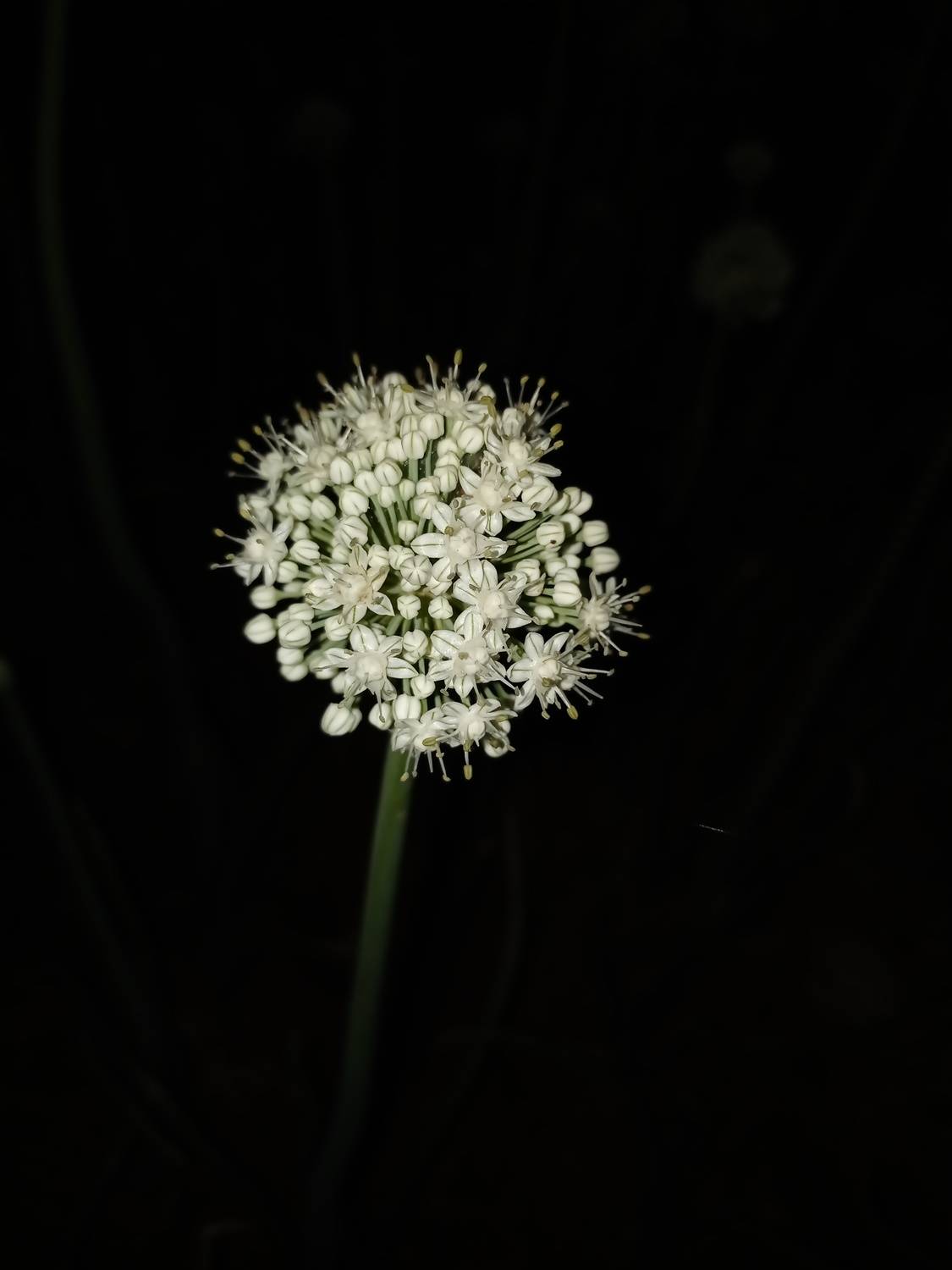 Photo #12221249