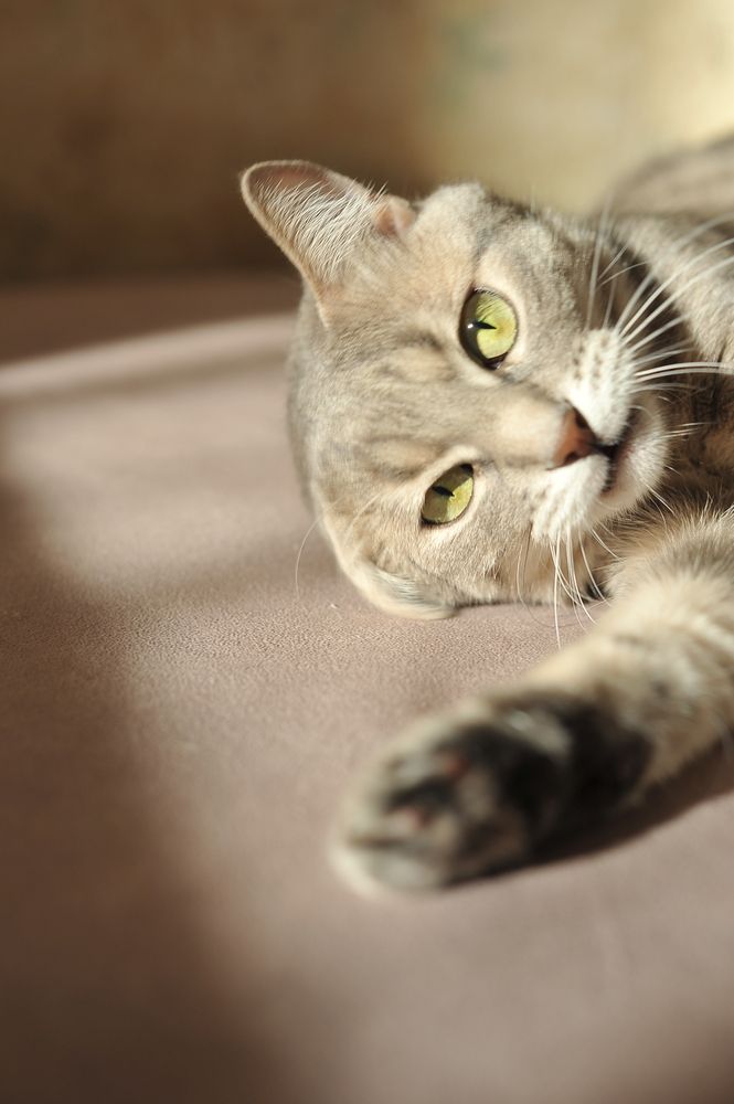 Фотография автора Ольга Пушленкова