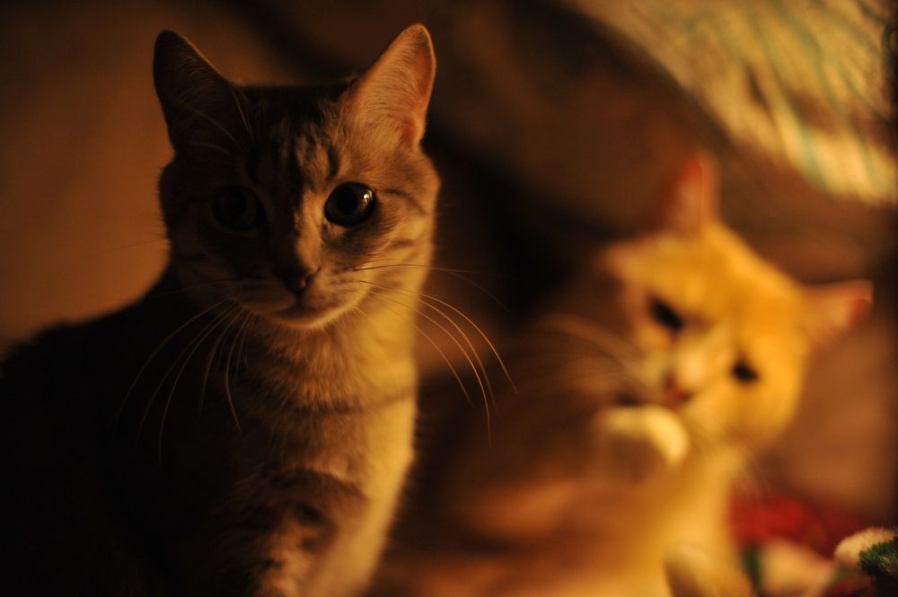 Фотография автора Ольга Пушленкова