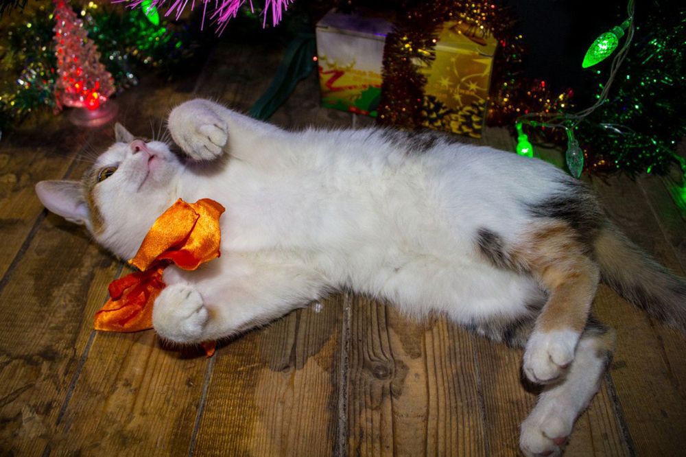 Photograph by Елена Фатьянова