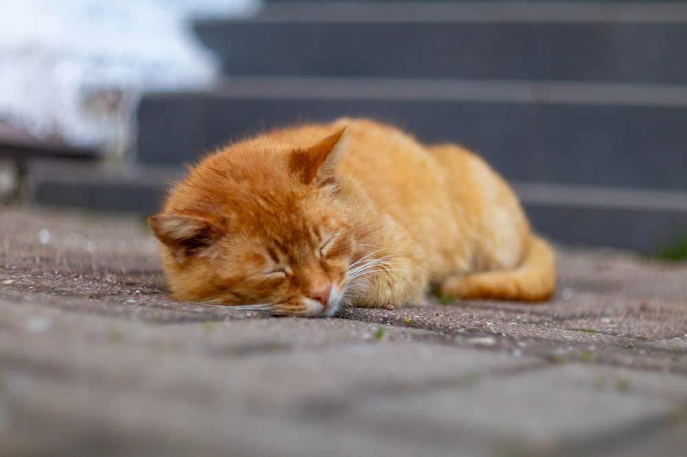 Фотография автора Aamoda Kitchen