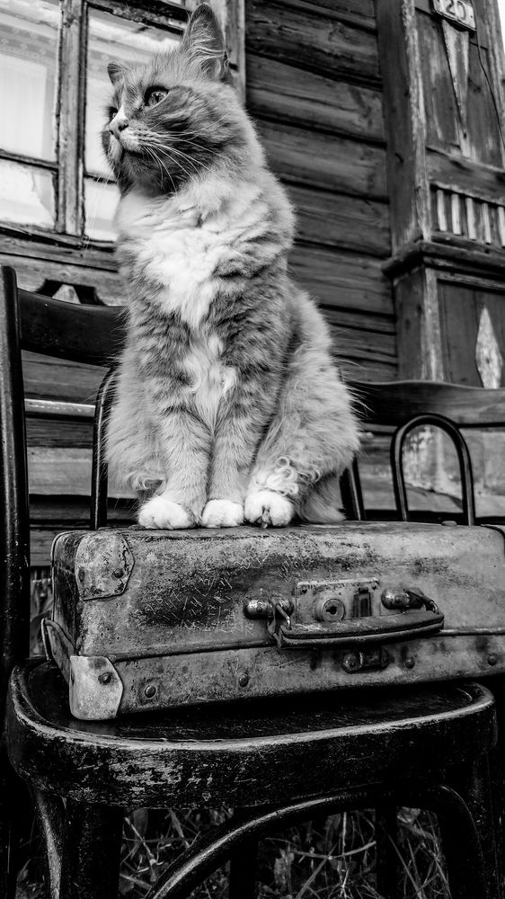 Фотография автора Elena Ku