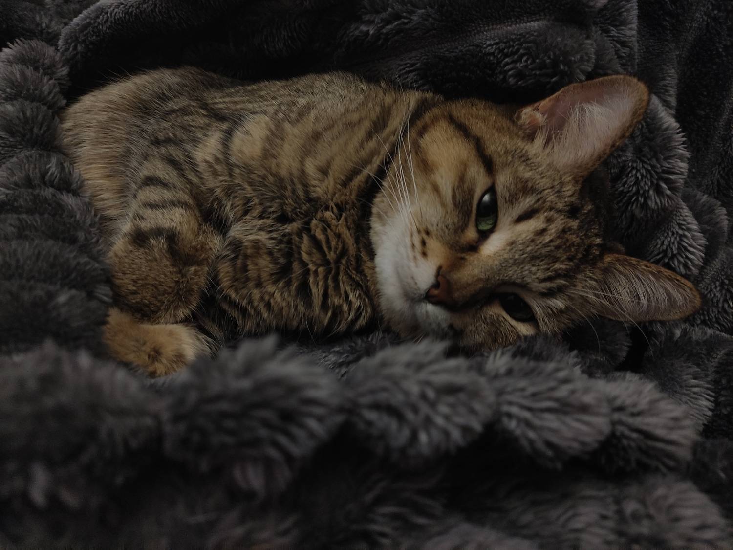 Photo #12221879