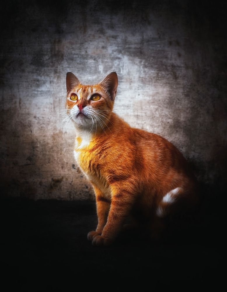 Photograph by Idris Ahmed