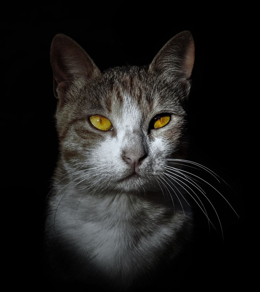 Photograph by Idris Ahmed