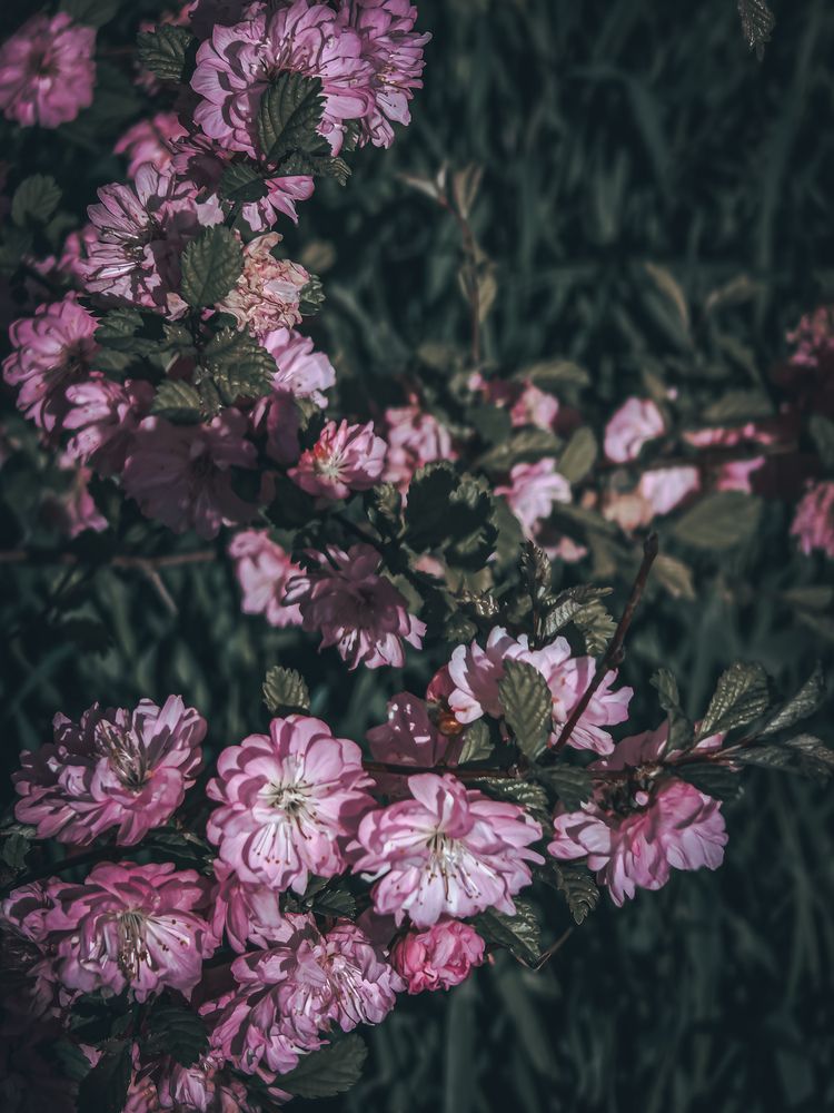 Photograph by Serg