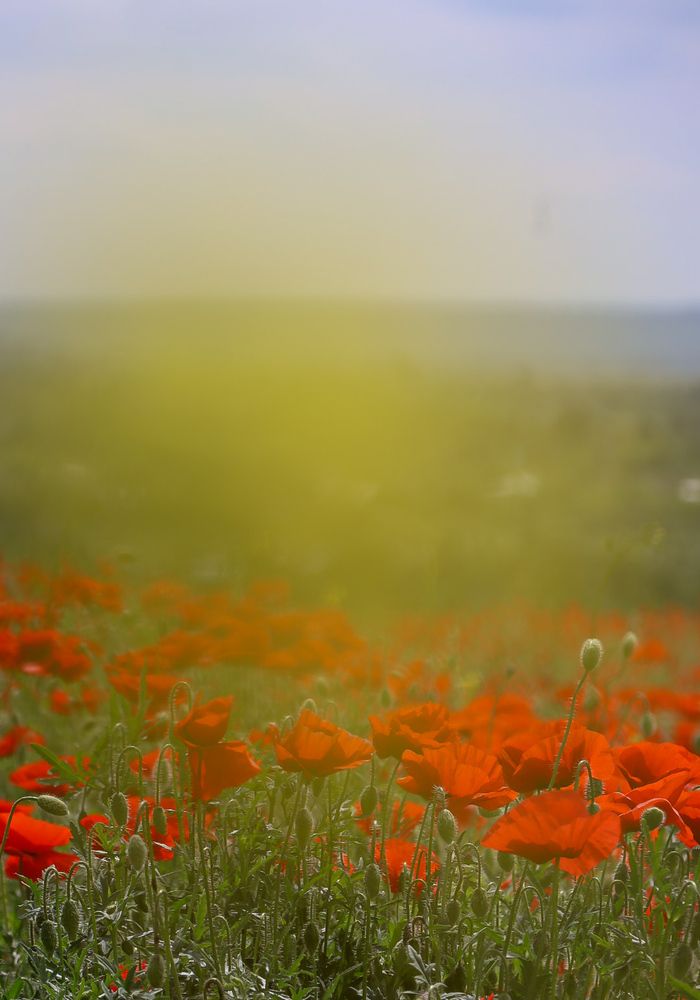 Photograph by Grădinaru Catalin
