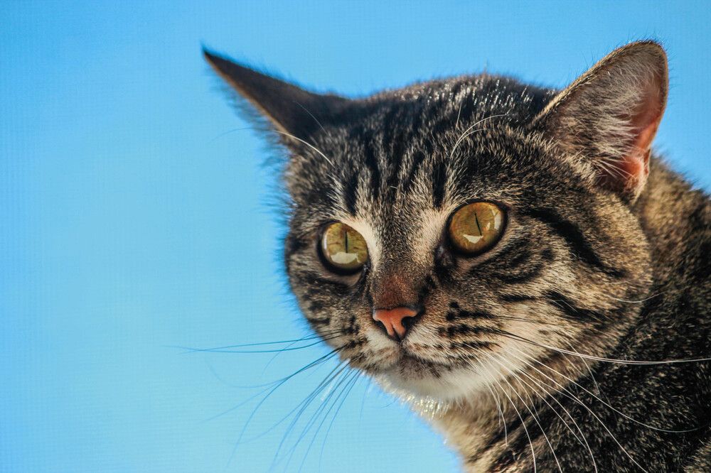 Photograph by Елена Сиднина