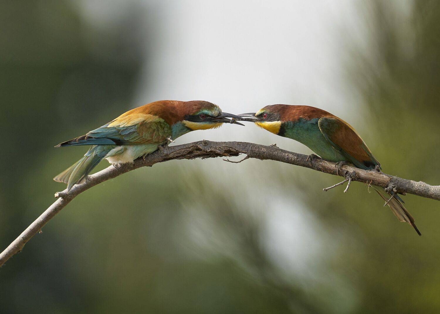 European bee-eaters