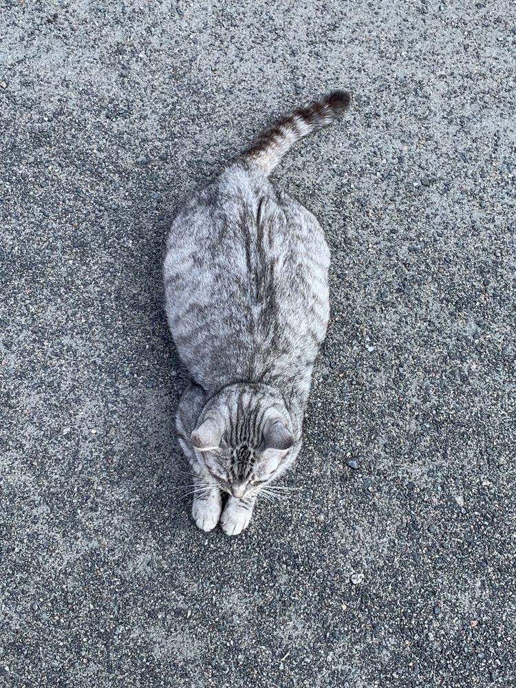 Фотография автора Ирина Шпаковская