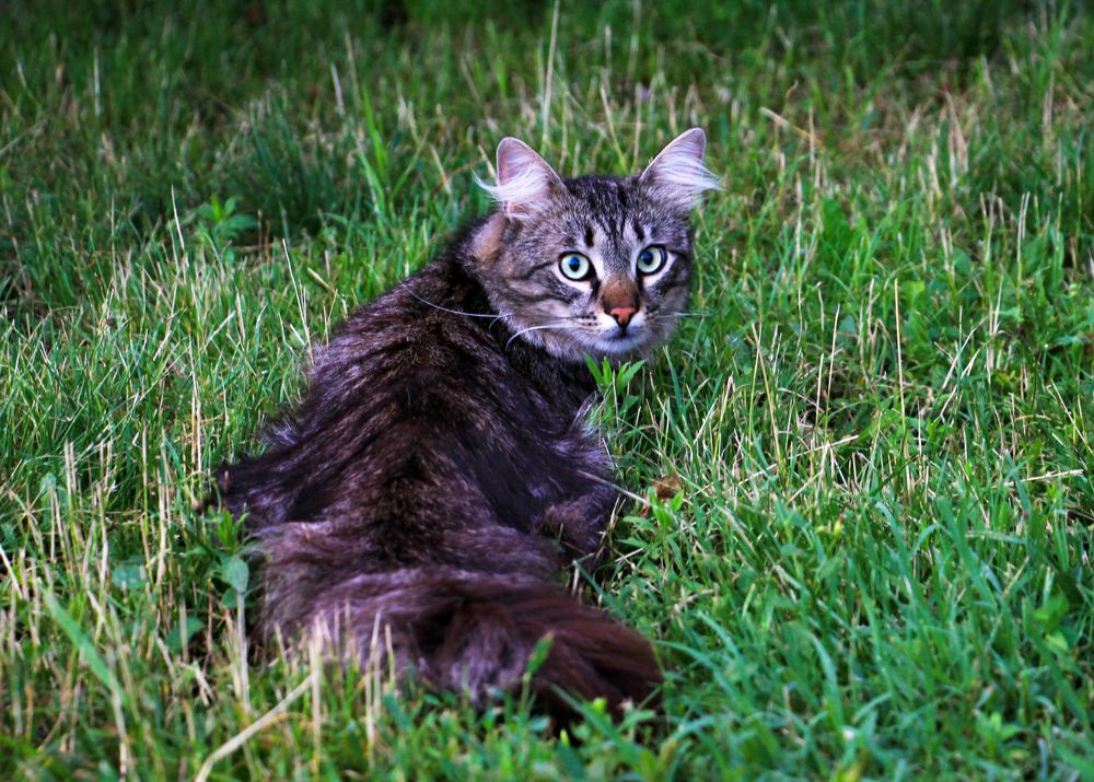 Фотография автора Татьяна Сергиенко