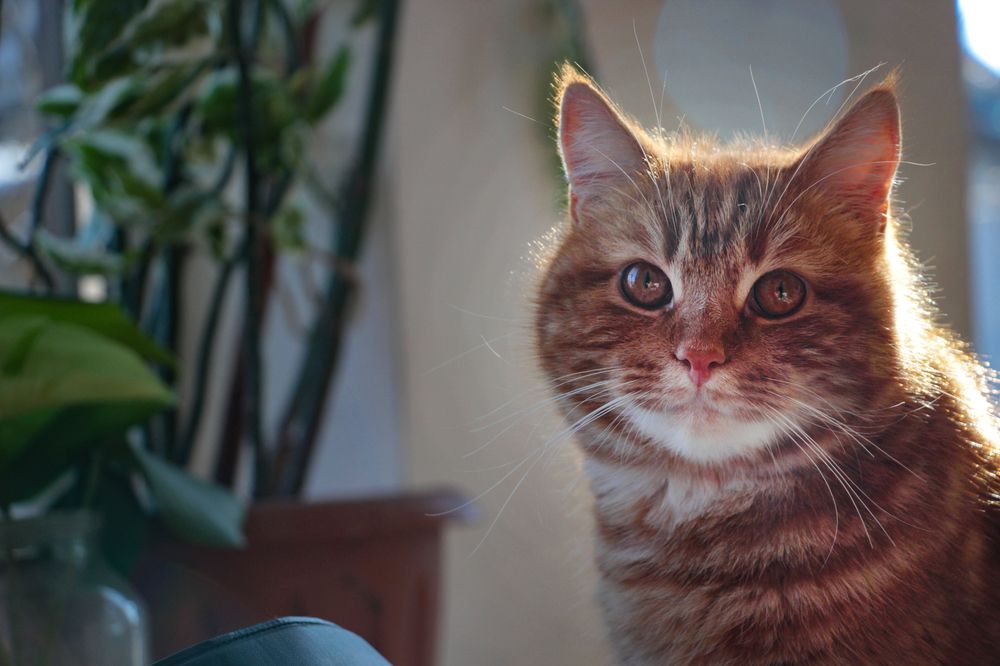 Фотография автора Татьяна Сергиенко