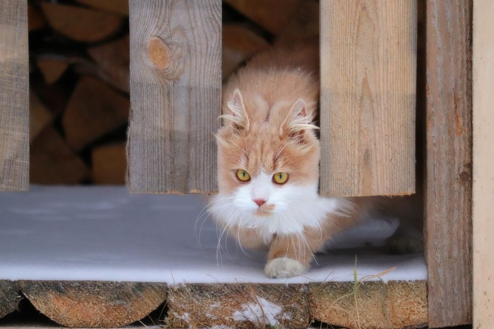 Photograph by Владимир Перминов