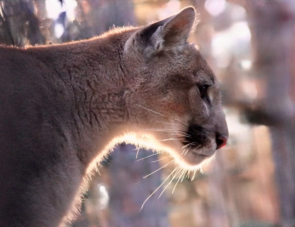 Photograph by Татьяна Шитлина