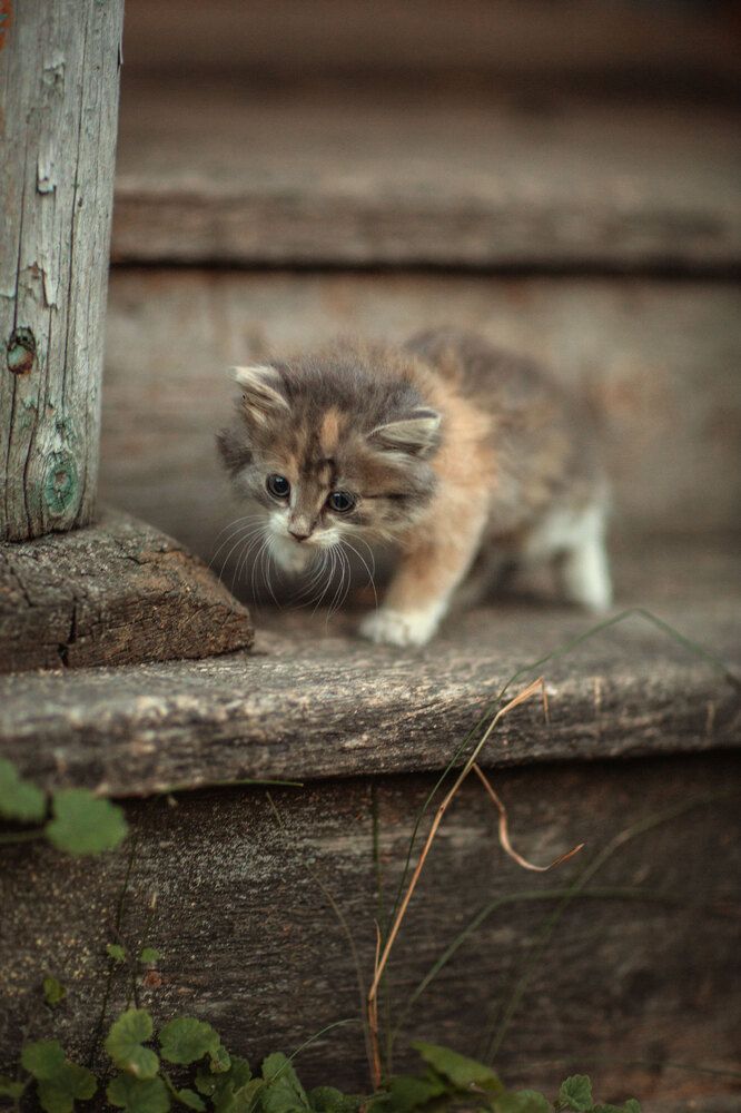 Photograph by Татьяна Муравкина