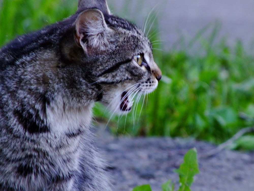 Чужой во дворе.