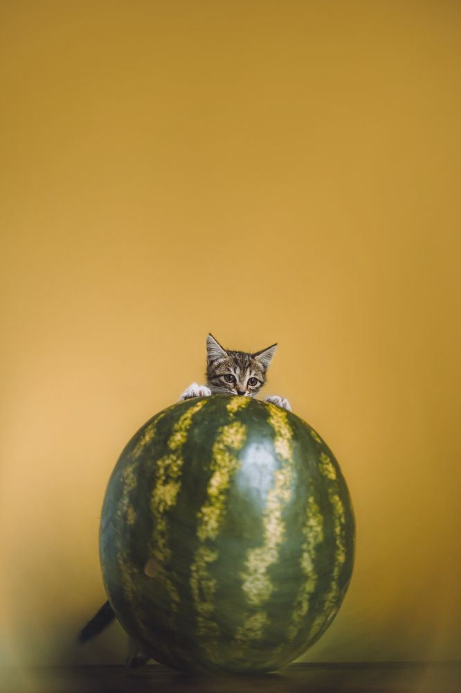 Фотография автора Екатерина Киреева