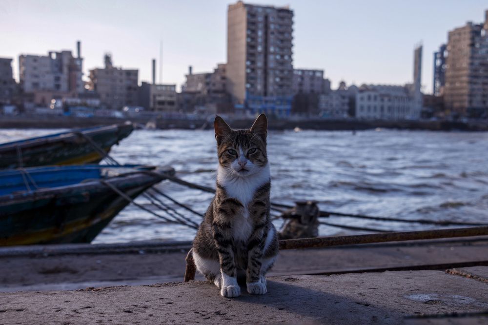 Photograph by Hossam Ahmed