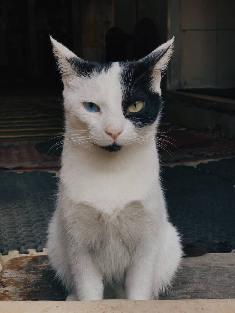 Photograph by Hossam Ahmed