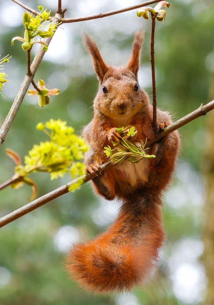 Фотография автора Elvijs Kalnins