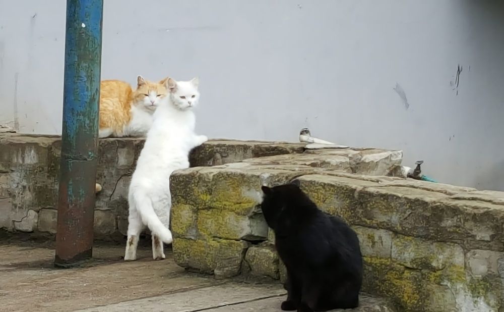 Photograph by Elena Ovsannikova