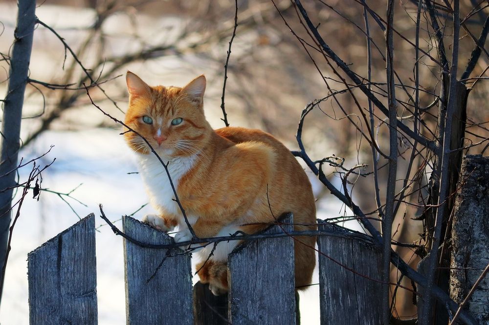 Photograph by Владимир Перминов