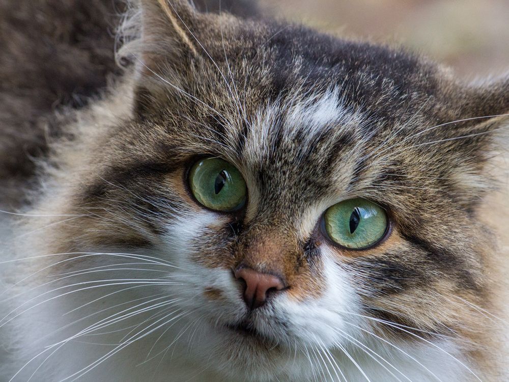 Фотография автора Борис Журавлёв