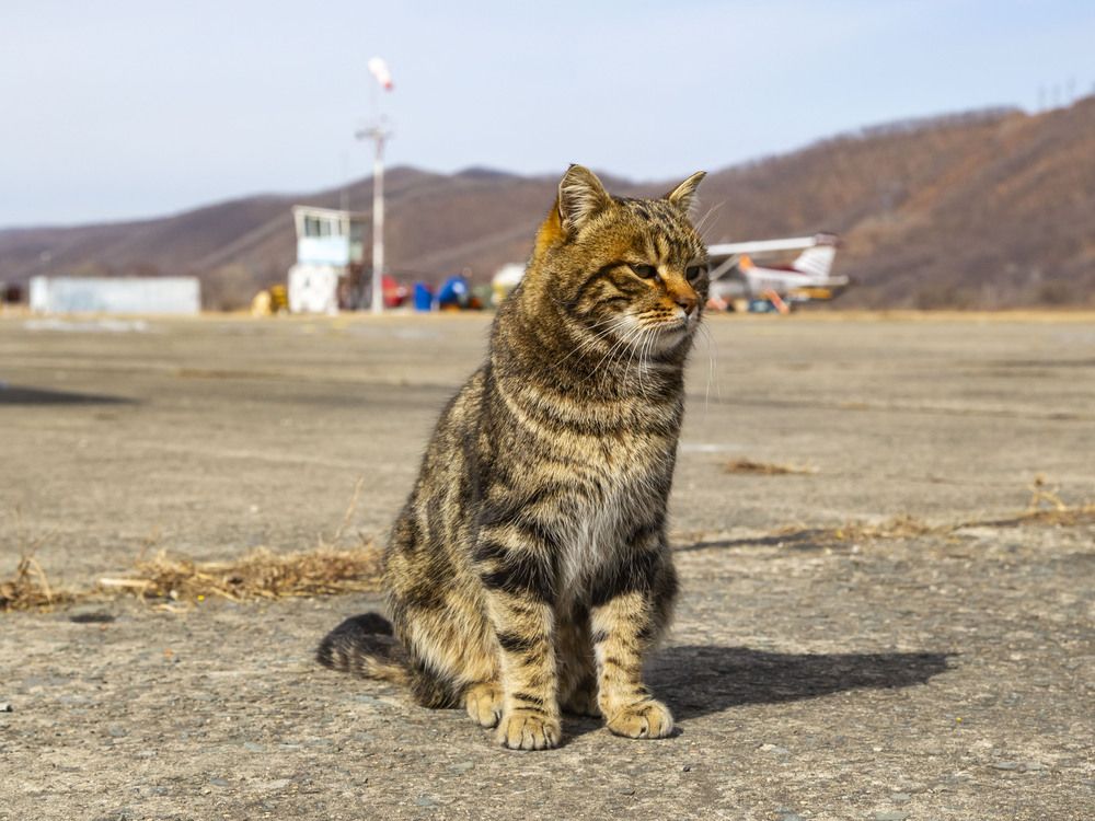 Хозяин аэродрома!