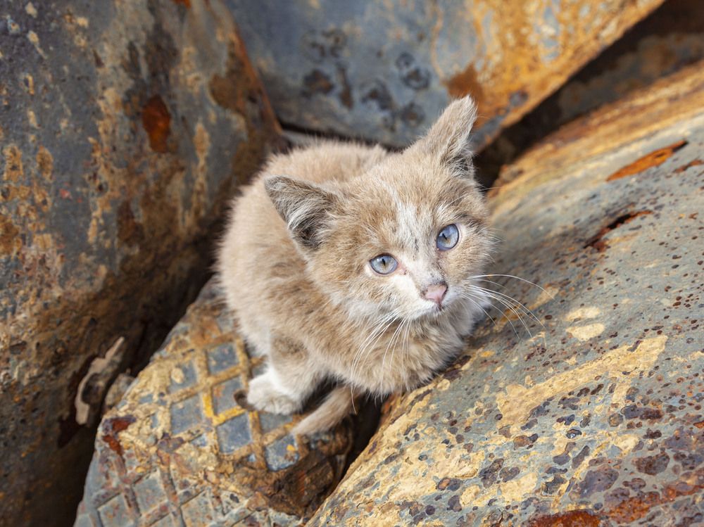 Бронекот Чуня