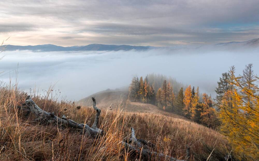 Фотография автора Devender Mark